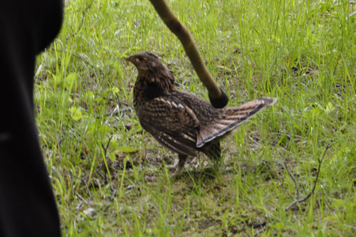 Lee Duquette protecting himself from the grouse